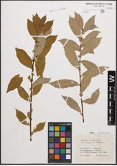 Foto von Salix cinerea L.